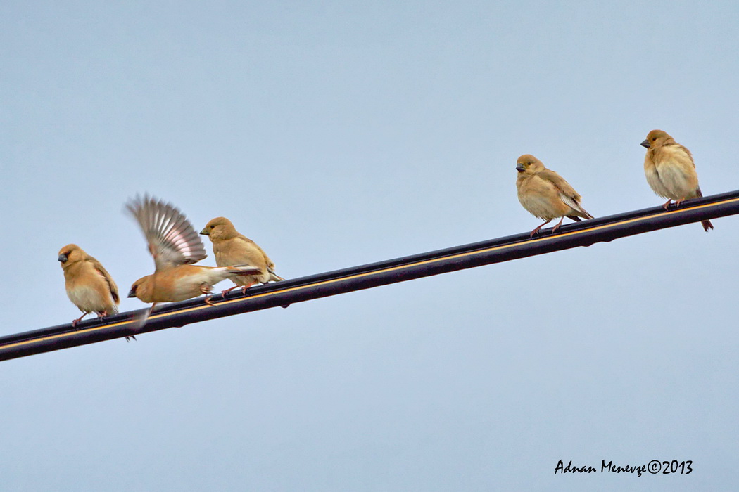 Desert Finch